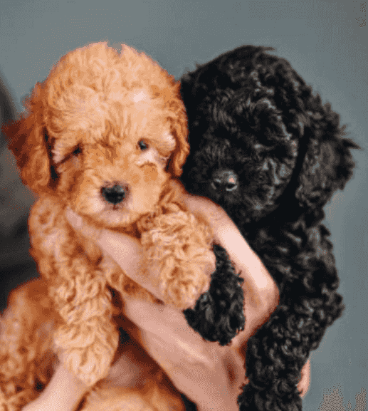 Korean Poodle Tea Cup