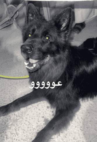 للبيع بلاك جاك رويال