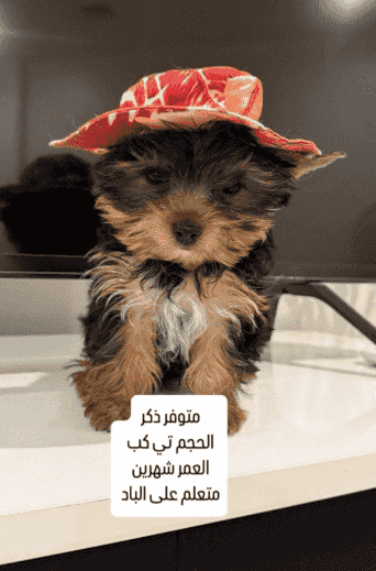 كلاب يورك شاير 