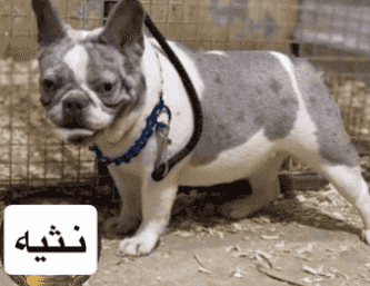 متوفر فرنش بولدوق