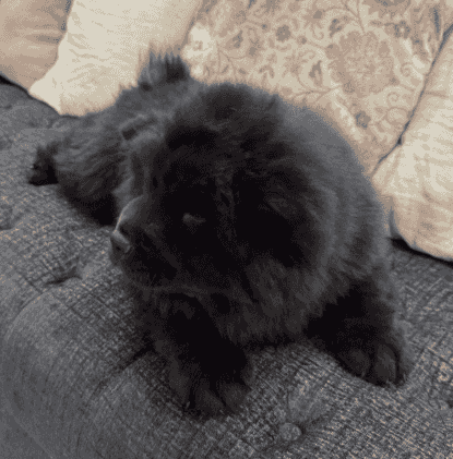 للبيع جراء Chow Chow 