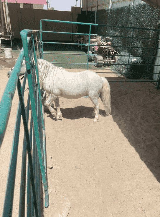 للبيع خيل بلدي
