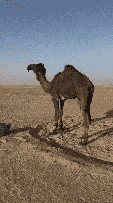 إبل للبيع 