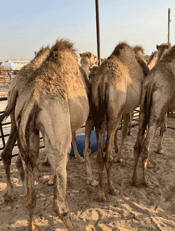 للبيع قعدان