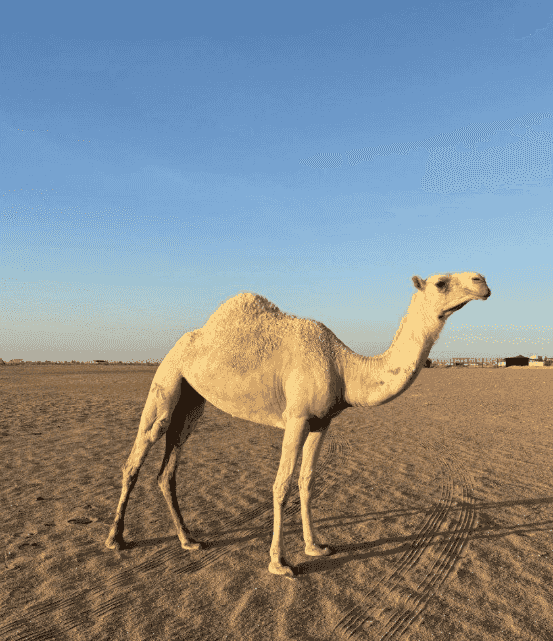 للبيع بكره عليانيه