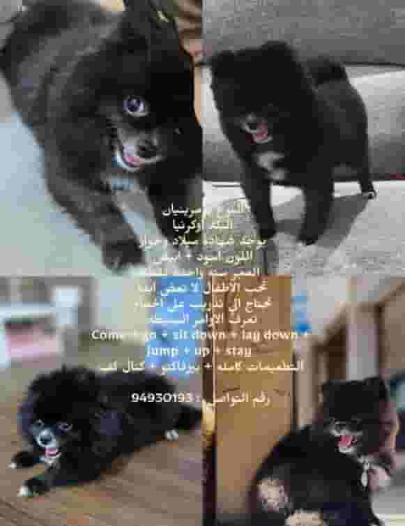 كلب Pomeranian