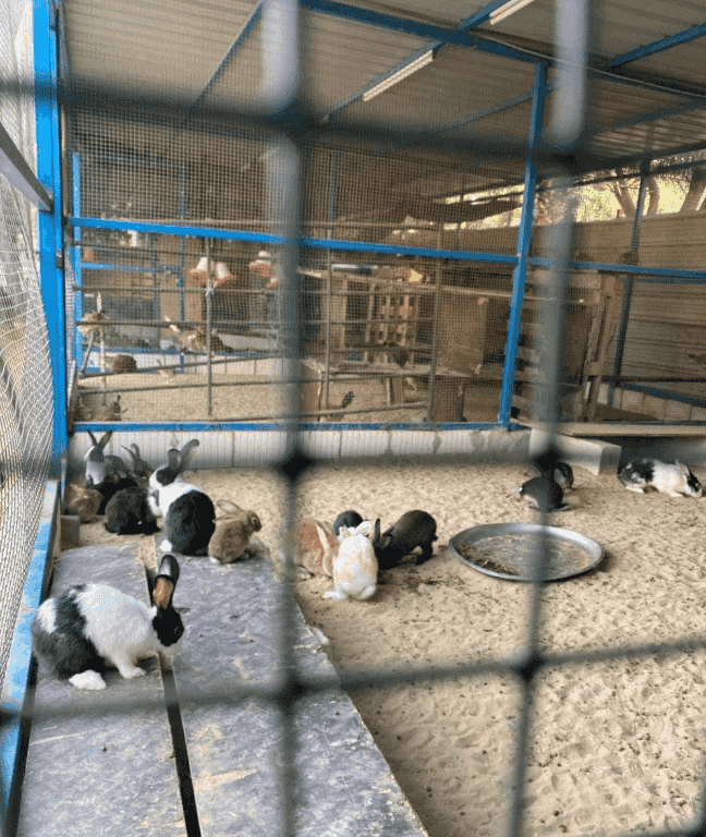 Rabbits for sale 