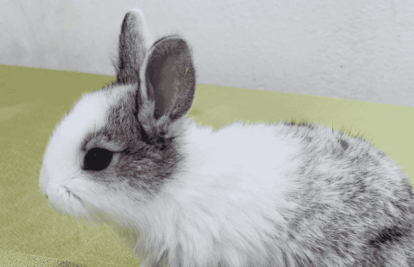 French rabbits for sale