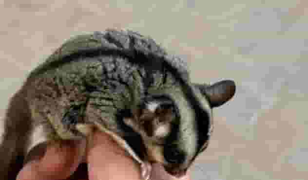 Sugar Glider Elif