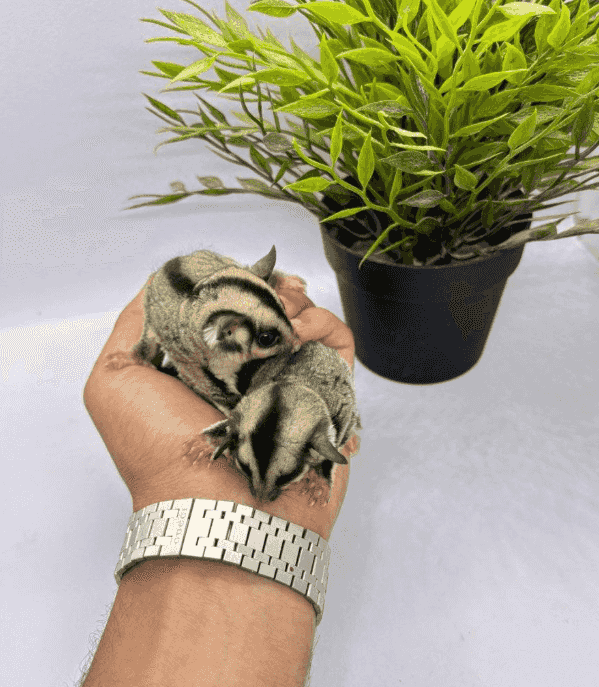 Sugar Glider