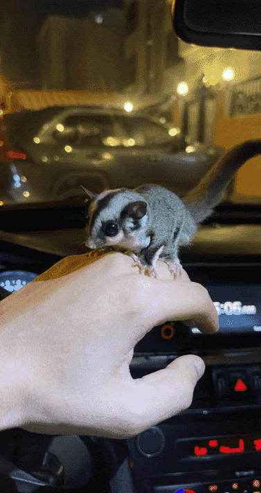 Sugar Glider for sale