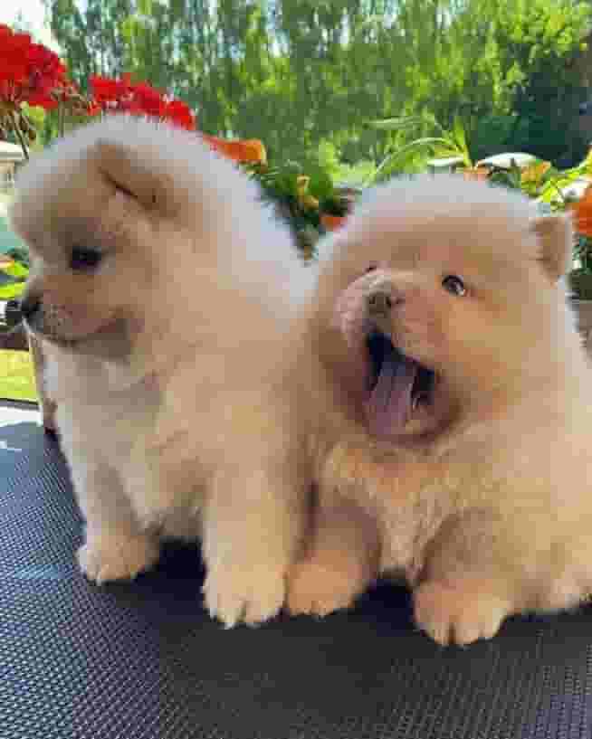 Chow Chow puppies Available
