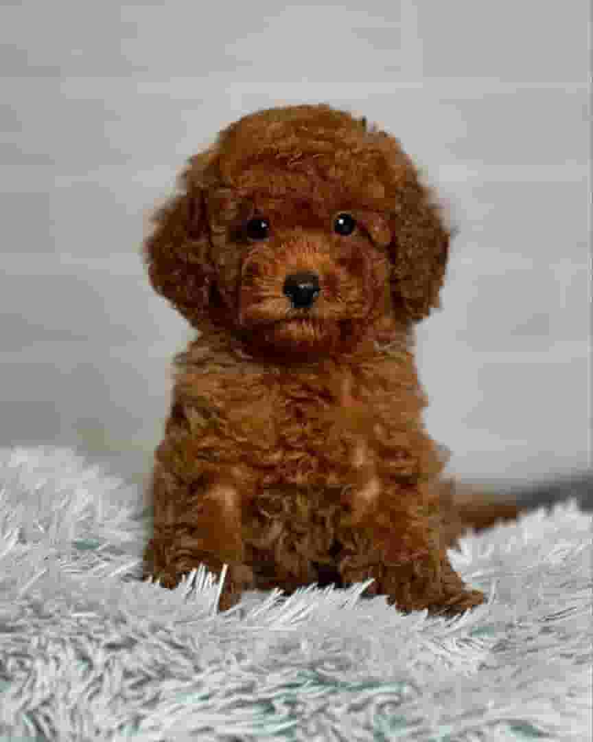 Poodle puppies available