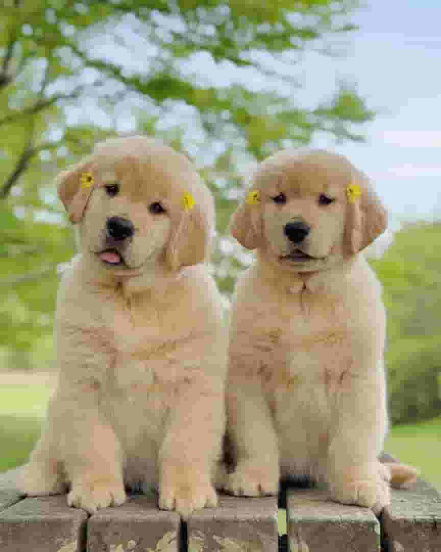 Golden Retriever Puppies Available