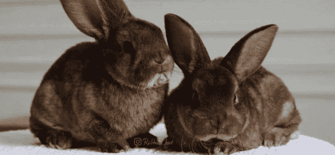 rabbit for sale 