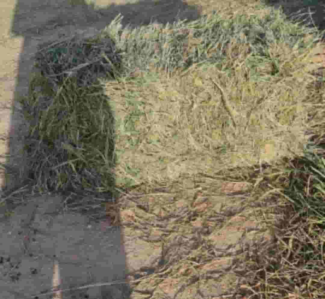 For sale livestock feed 