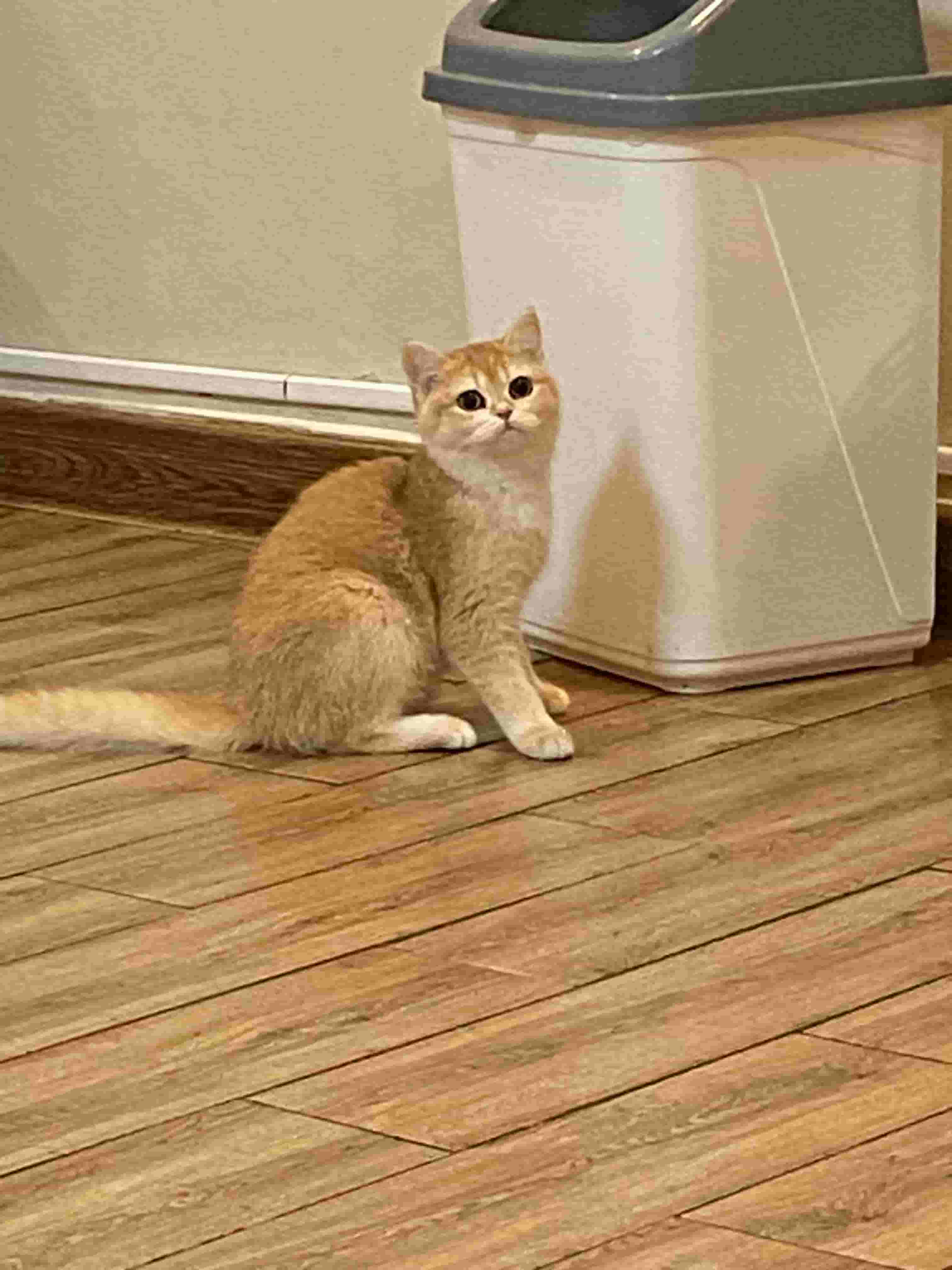 NY12 gold cat for sale