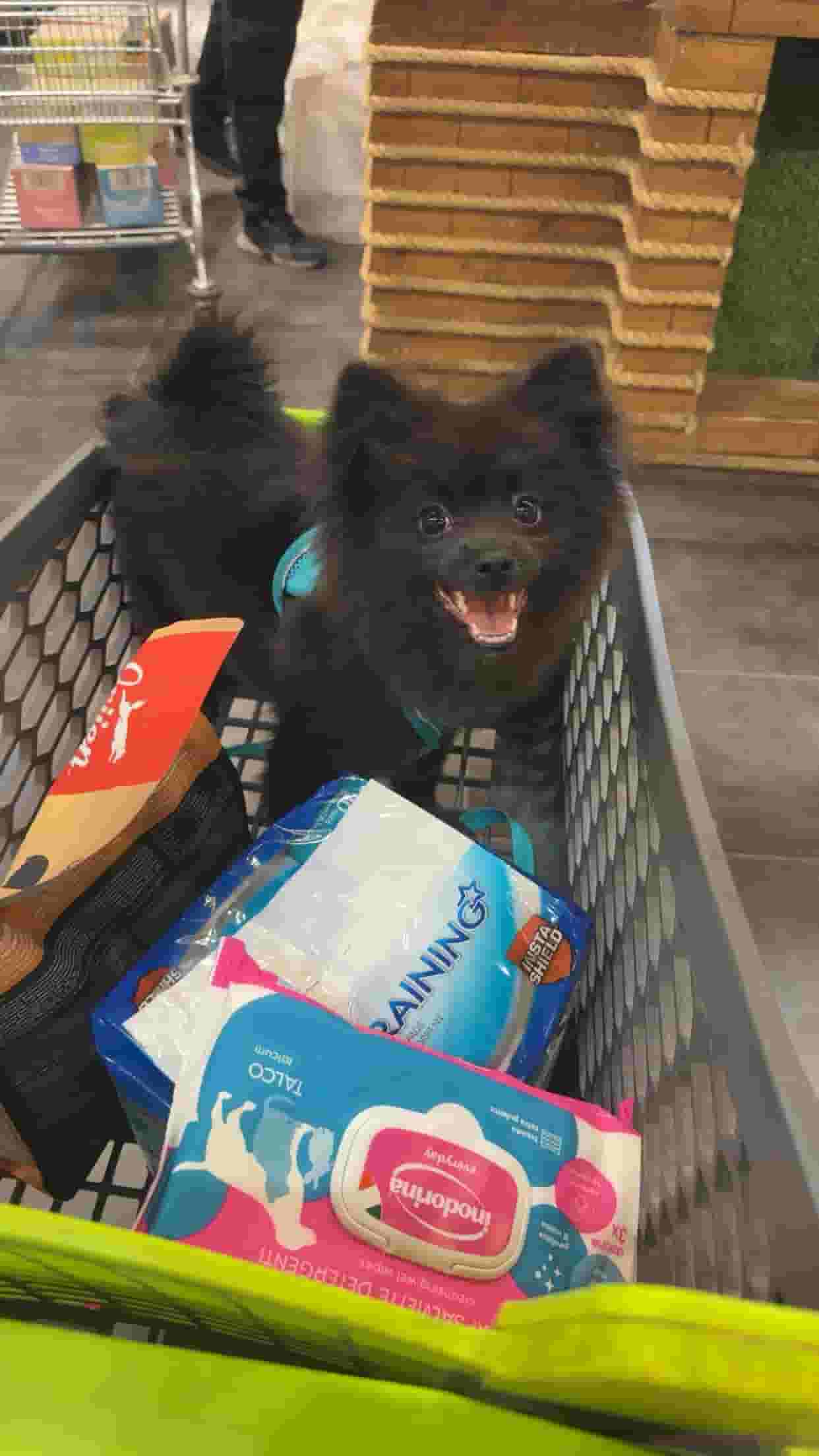 Pomeranian dog