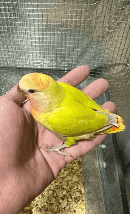 Love bird for sale 