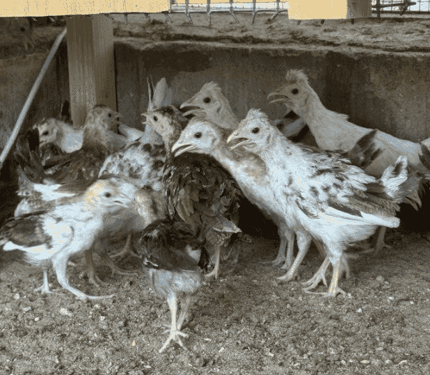 Arabic chicken chicken 