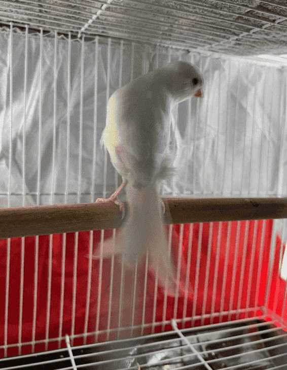 Canary pairs for sale
