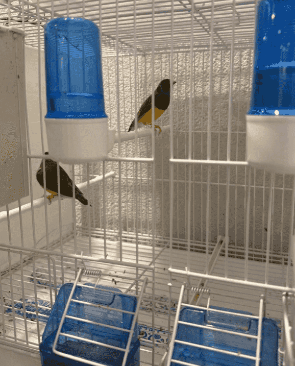 Walnut finch for sale