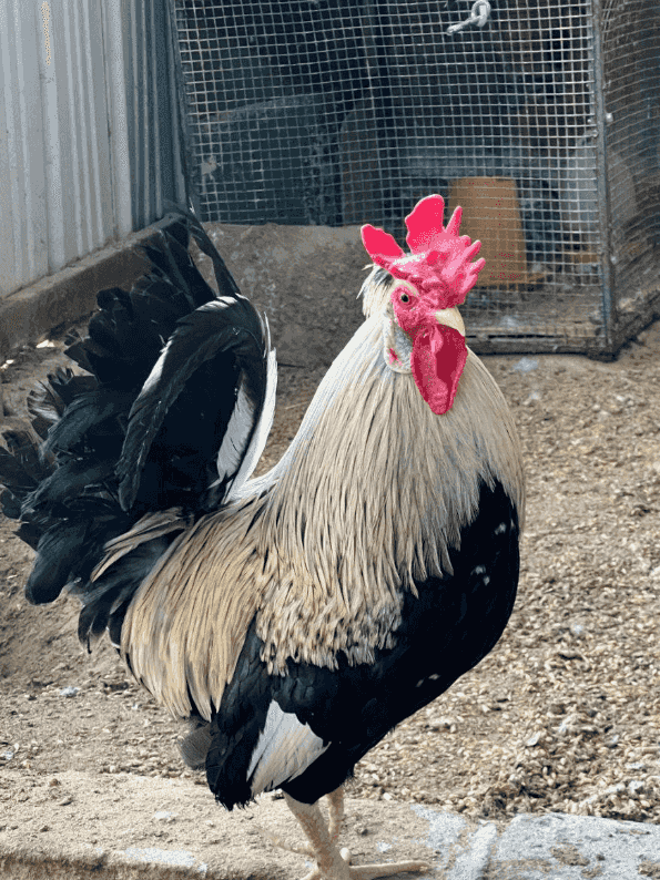 Old Arabian chicken 