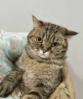A cat for adoption