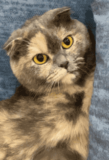 Scotch fold cats for sale