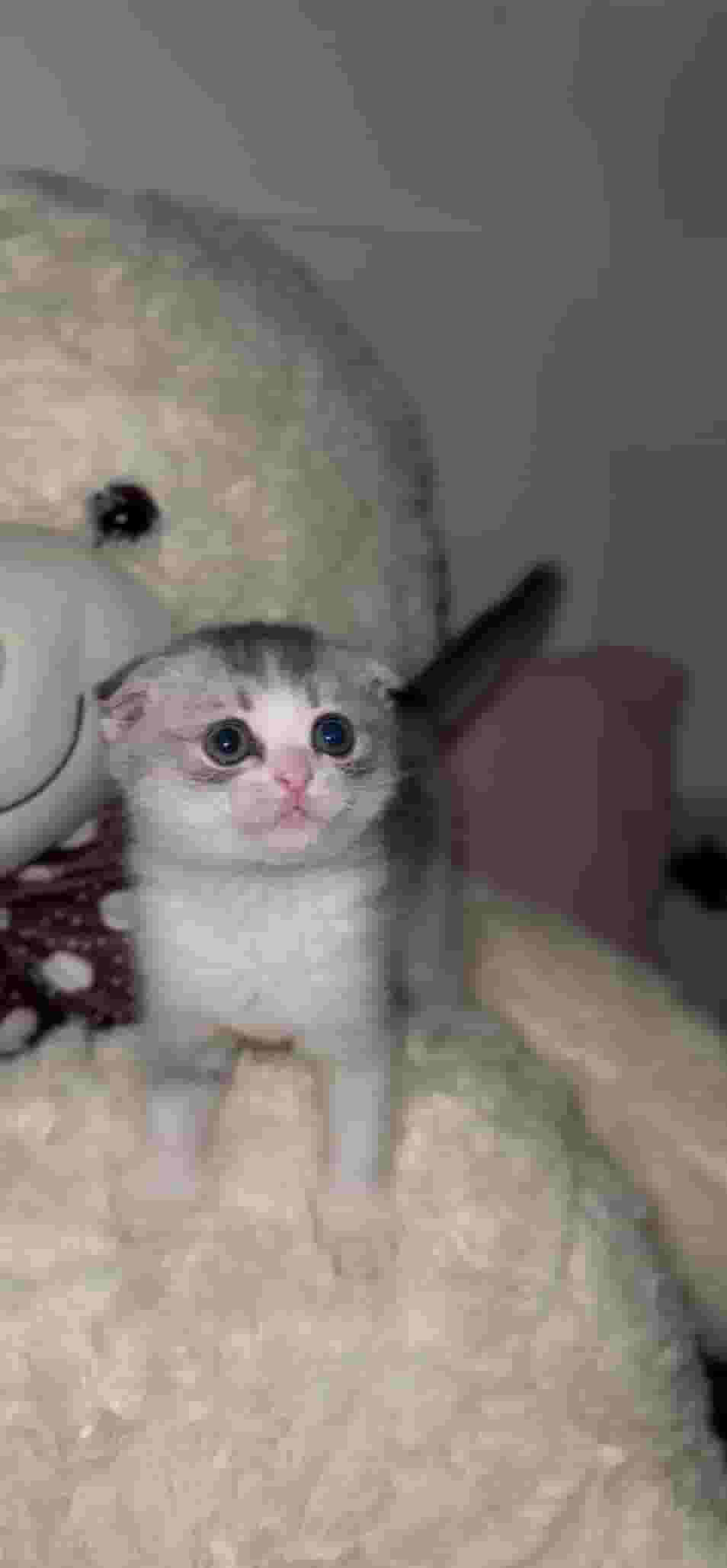 cats for sale