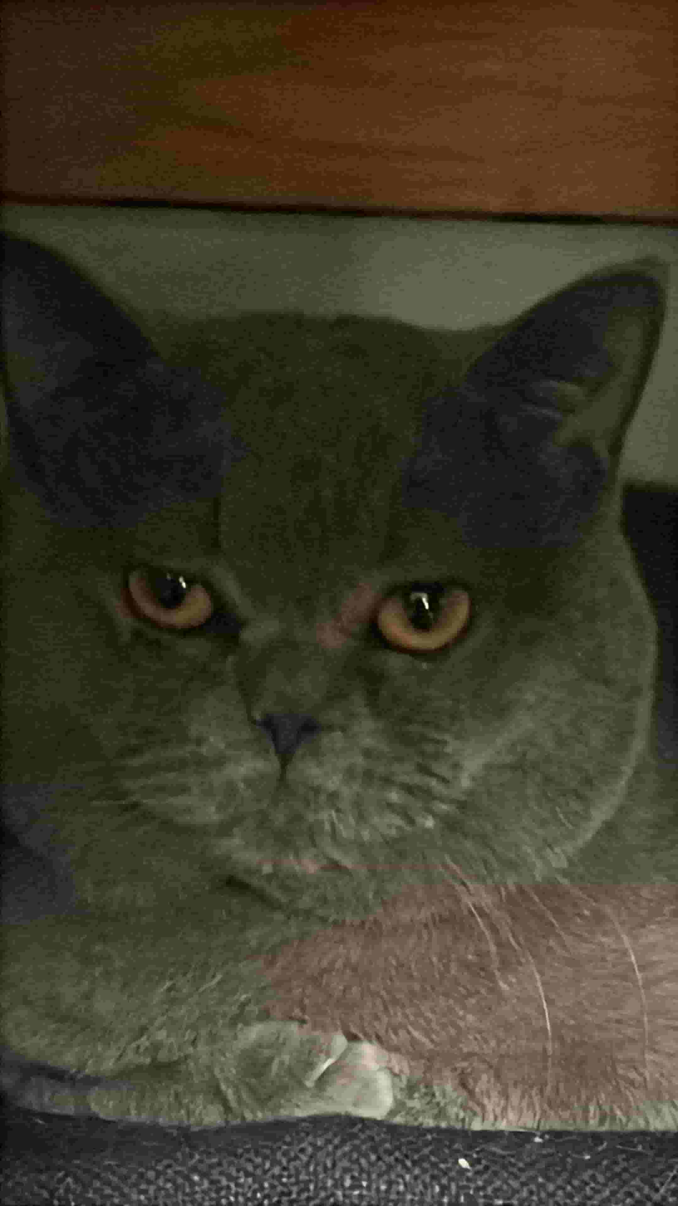 cat for sale