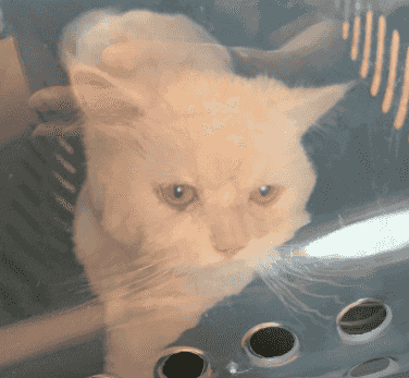 Shirazi male cat for adoption