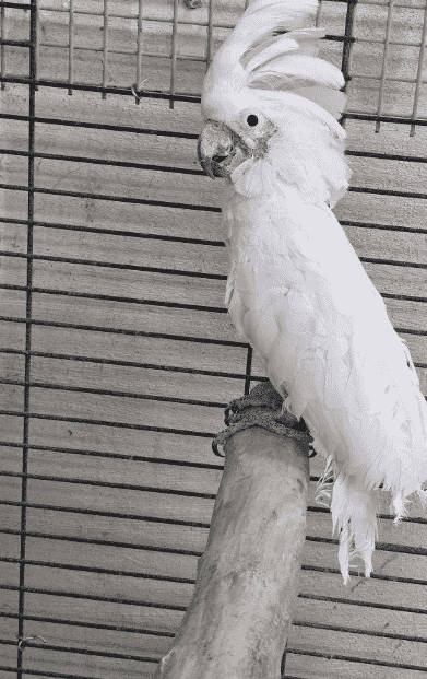 Birds for sale 
