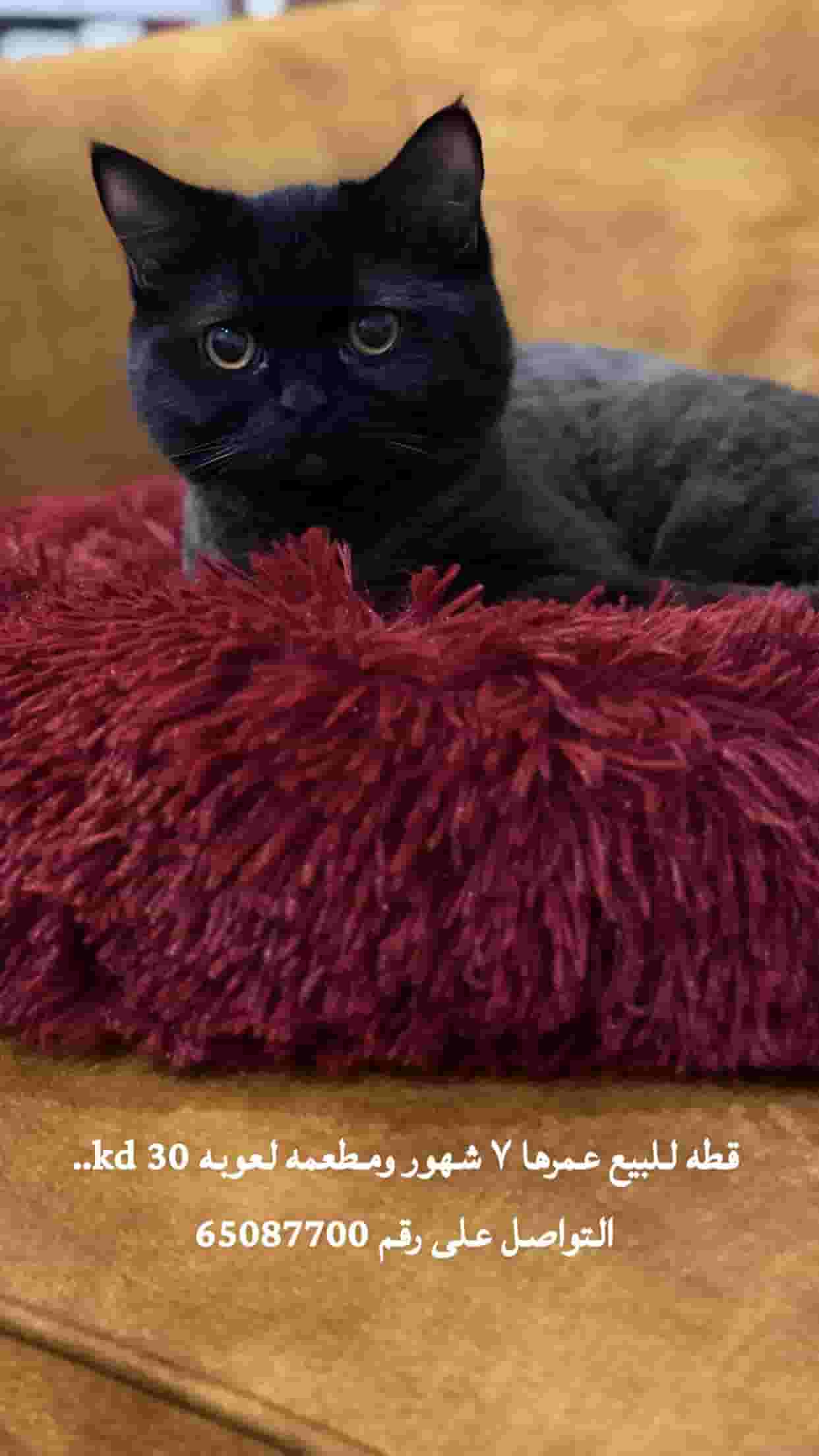 For sale a playful cat for 7 months