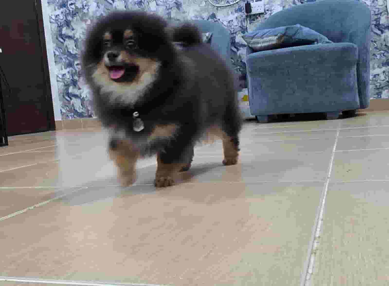 Pomeranian for sale
