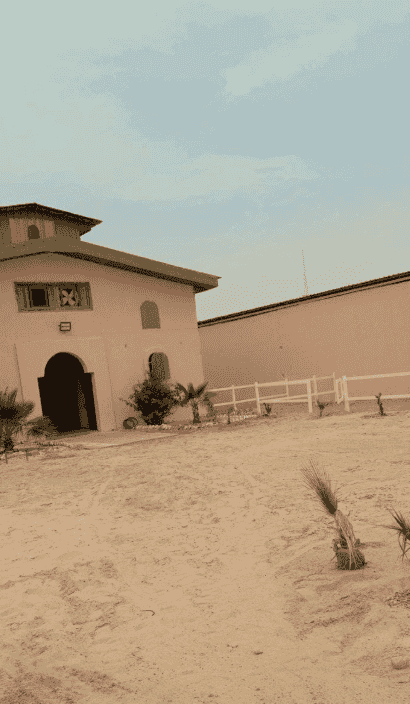 Al Wafra horse link