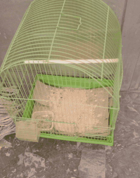bird cage