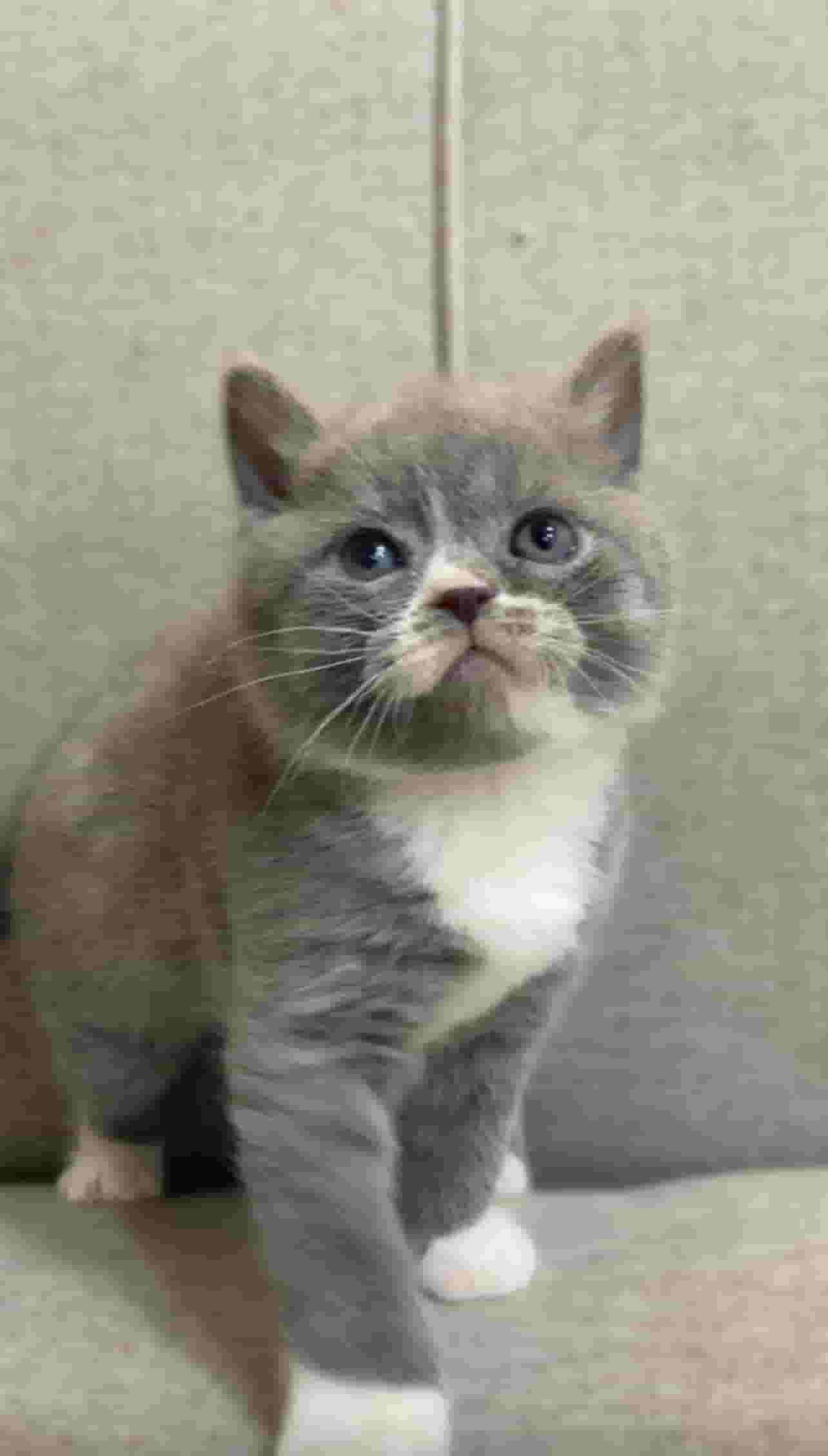 British Shorthair cat for sale