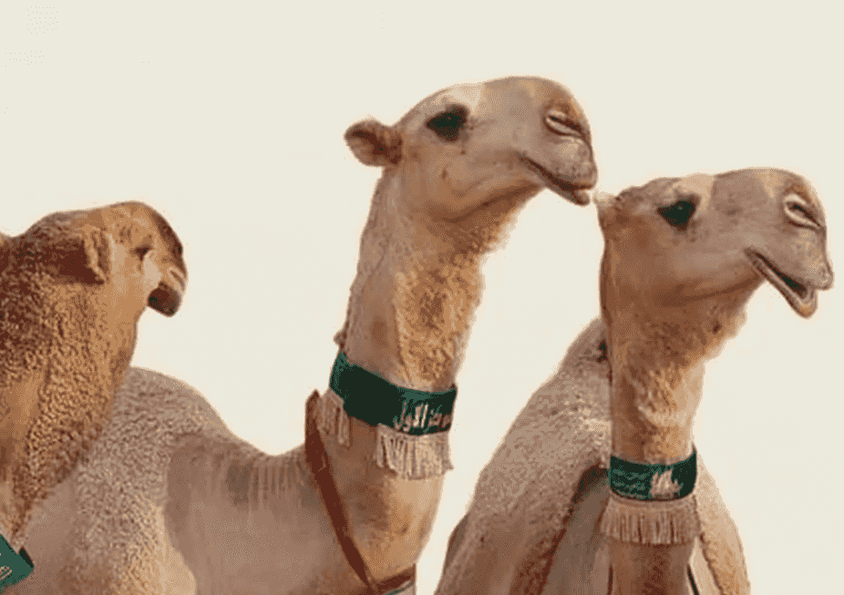 Shaving and washing camels 