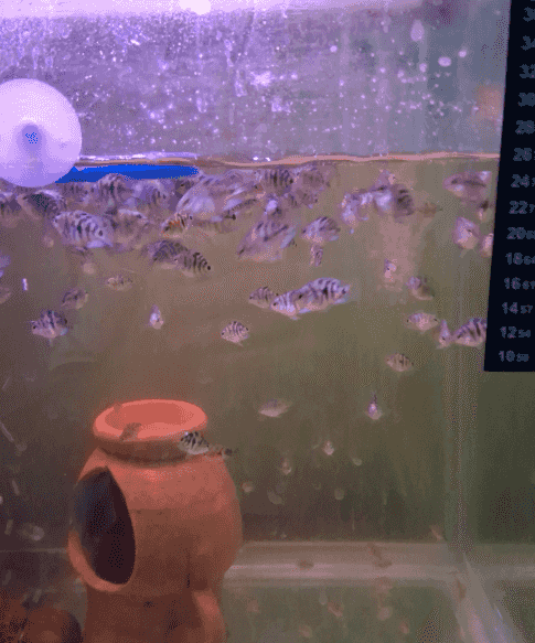 Parrot fry