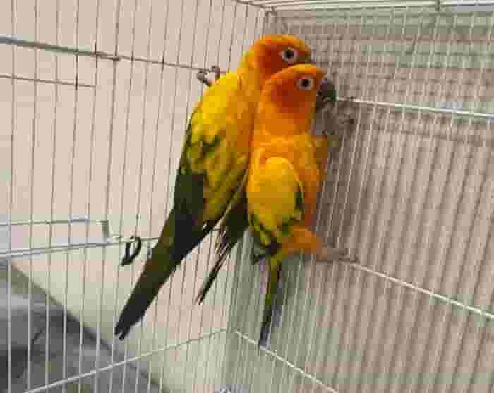 Two Sun Senior Male