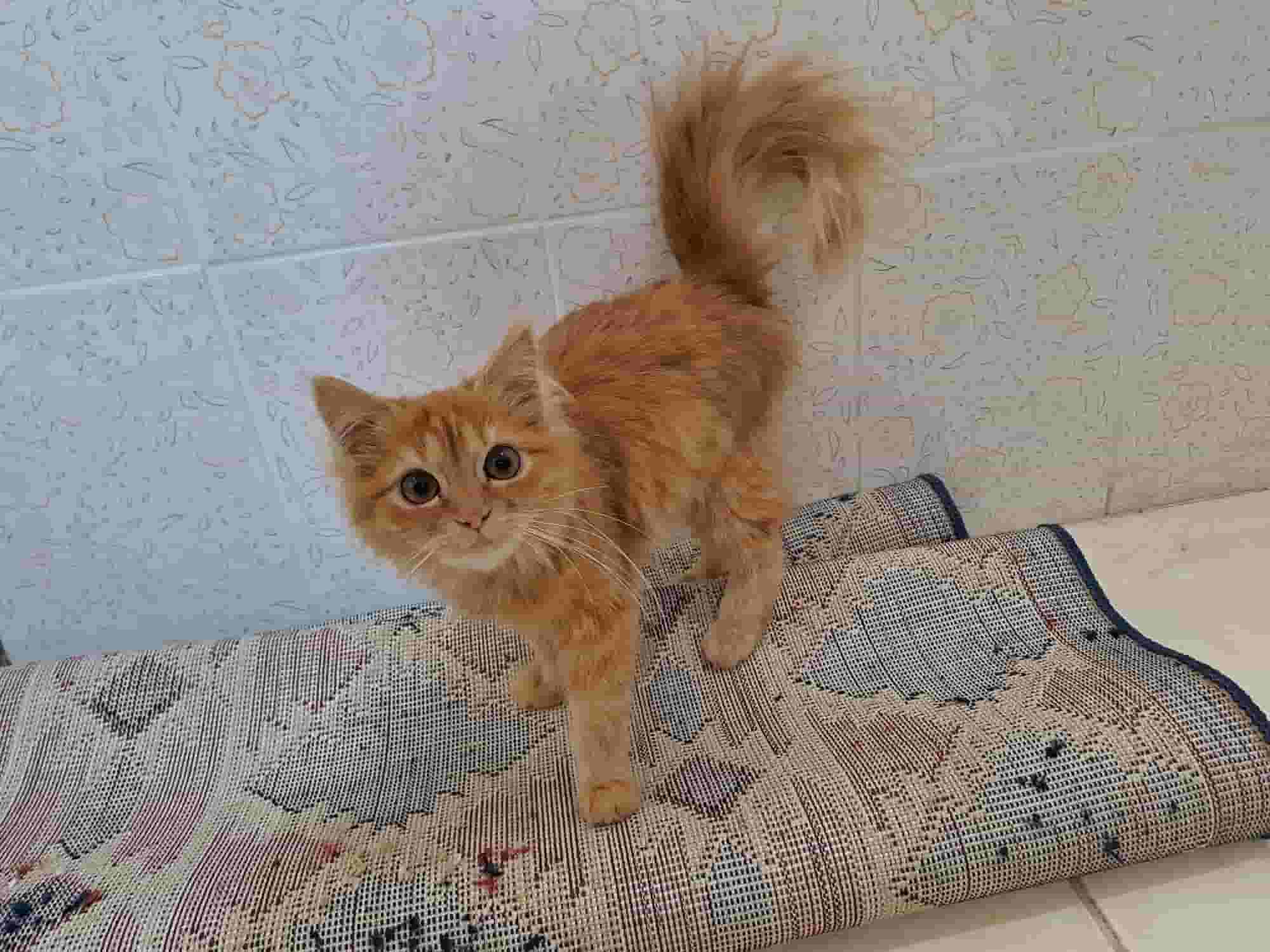 Persian cat 