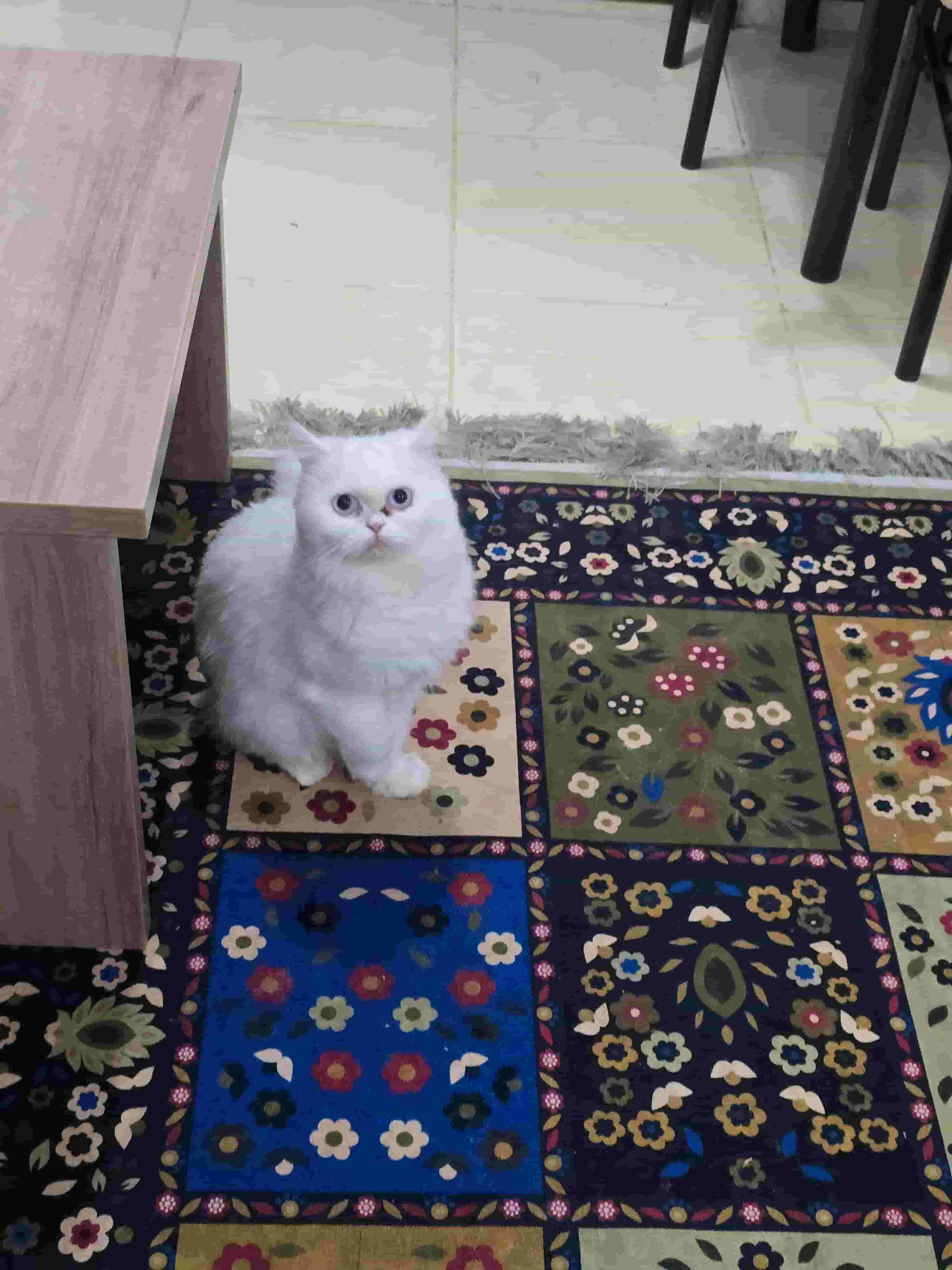 Sharazi cat  