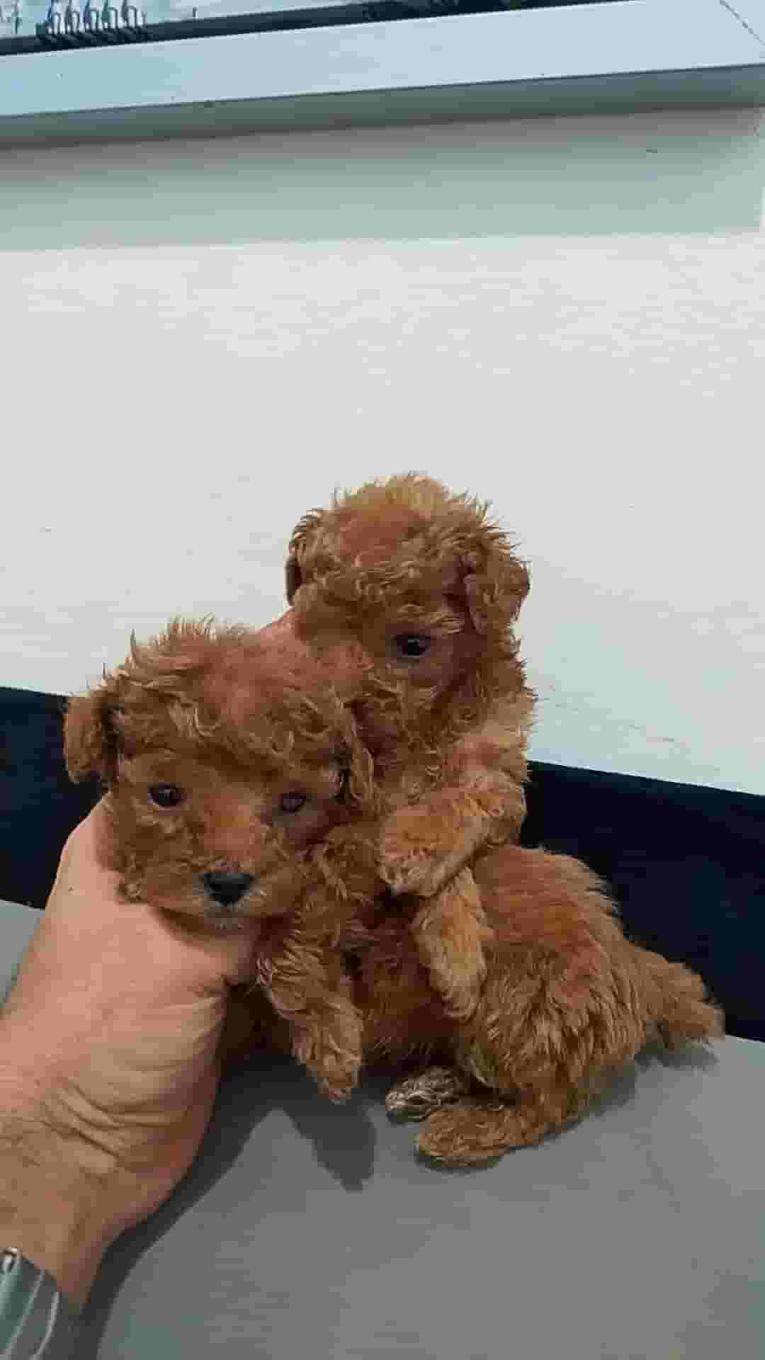 dog for sale 