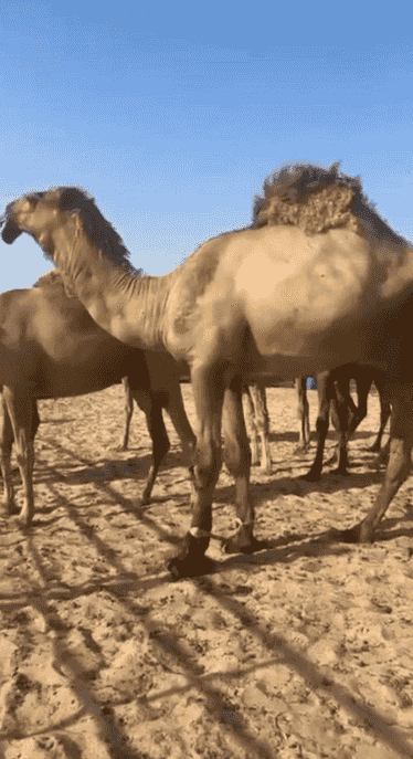 For sale a camel