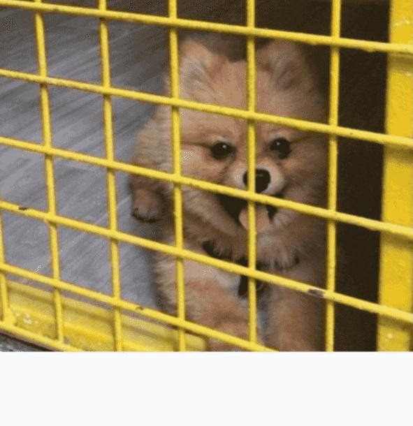 A hotel for dogs