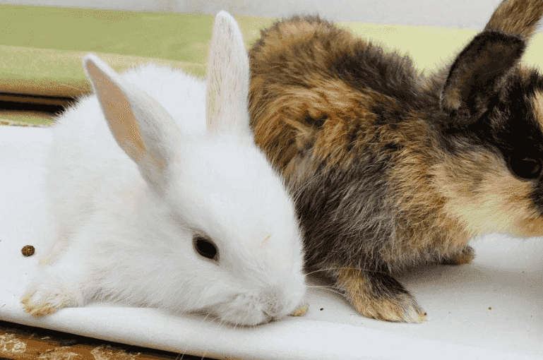 Rabbits for sale