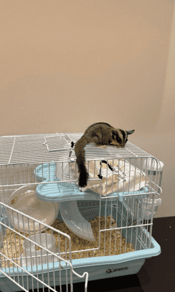 Sugar Glider for sale