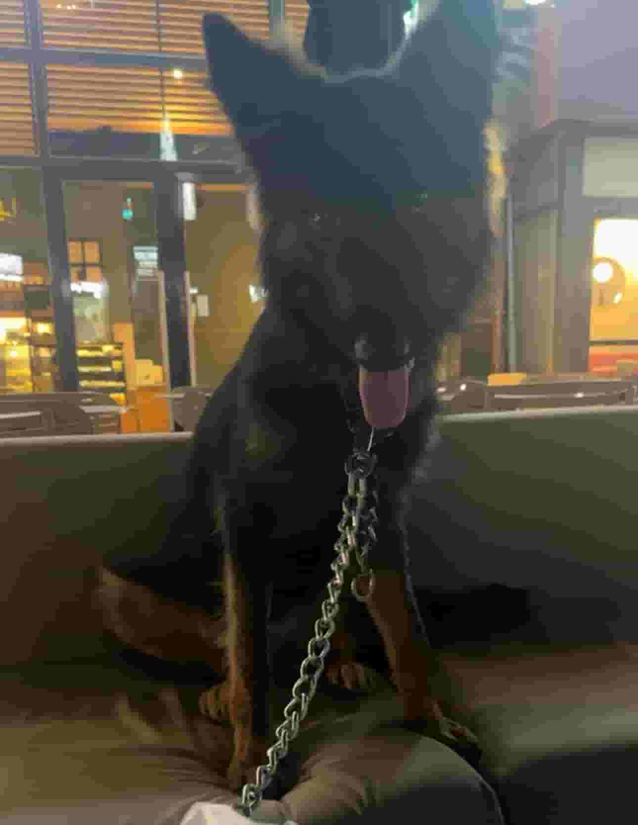 German Shepherd male for sale