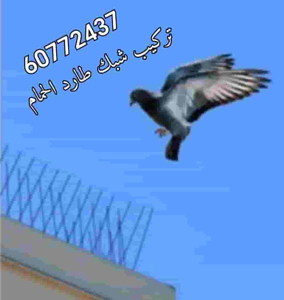 طارد الحمام في الكويت